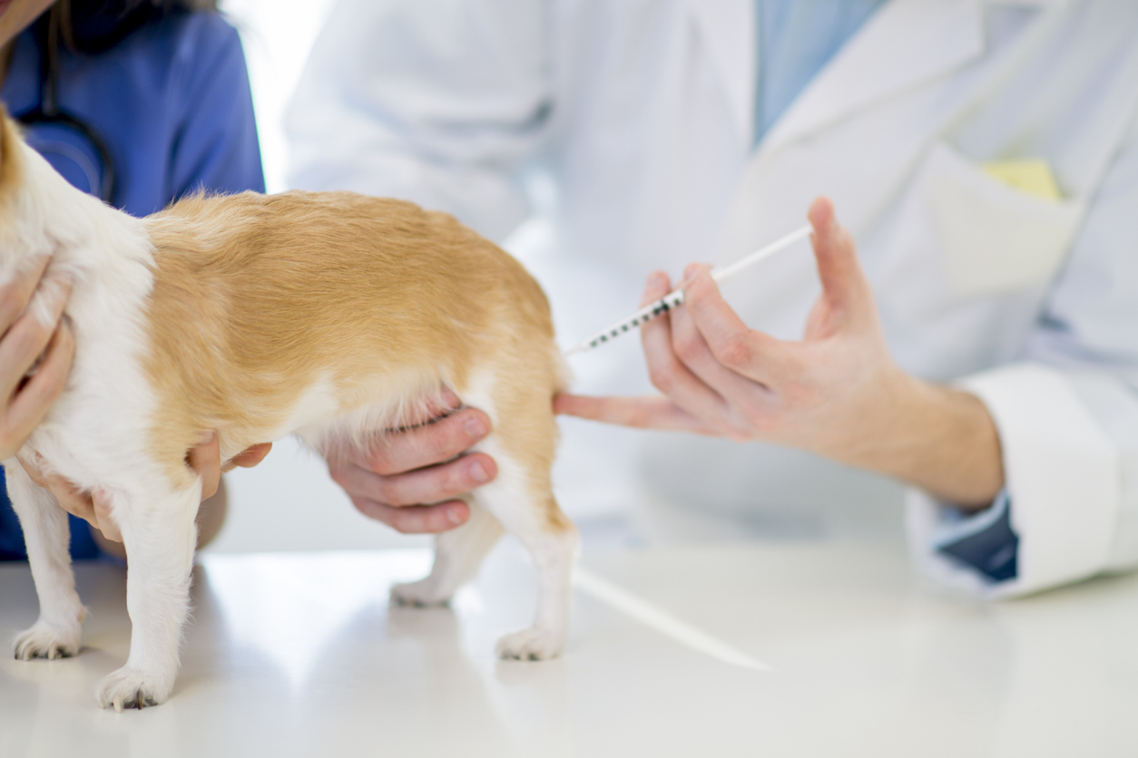 Rabies Confirmed in Black Bear Found Dead in North Carolina - PetWellClinic